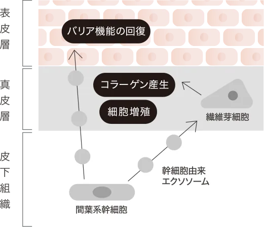 ベリュマン ハンドモイスチャライザーNo.2